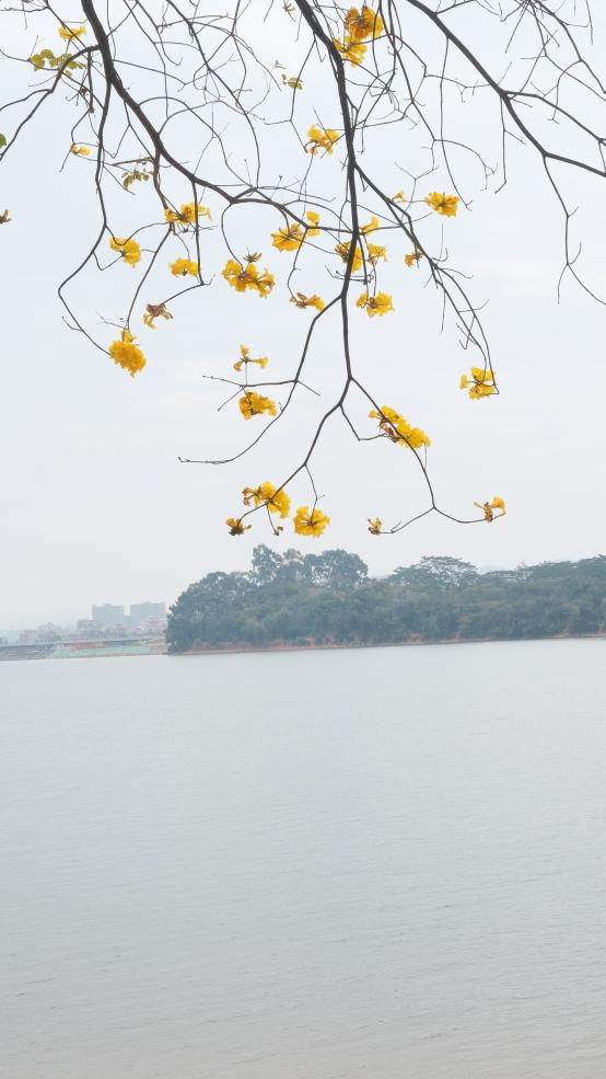 松湖春韻，巾幗綻風(fēng)華 —— 三八活力團(tuán)建行